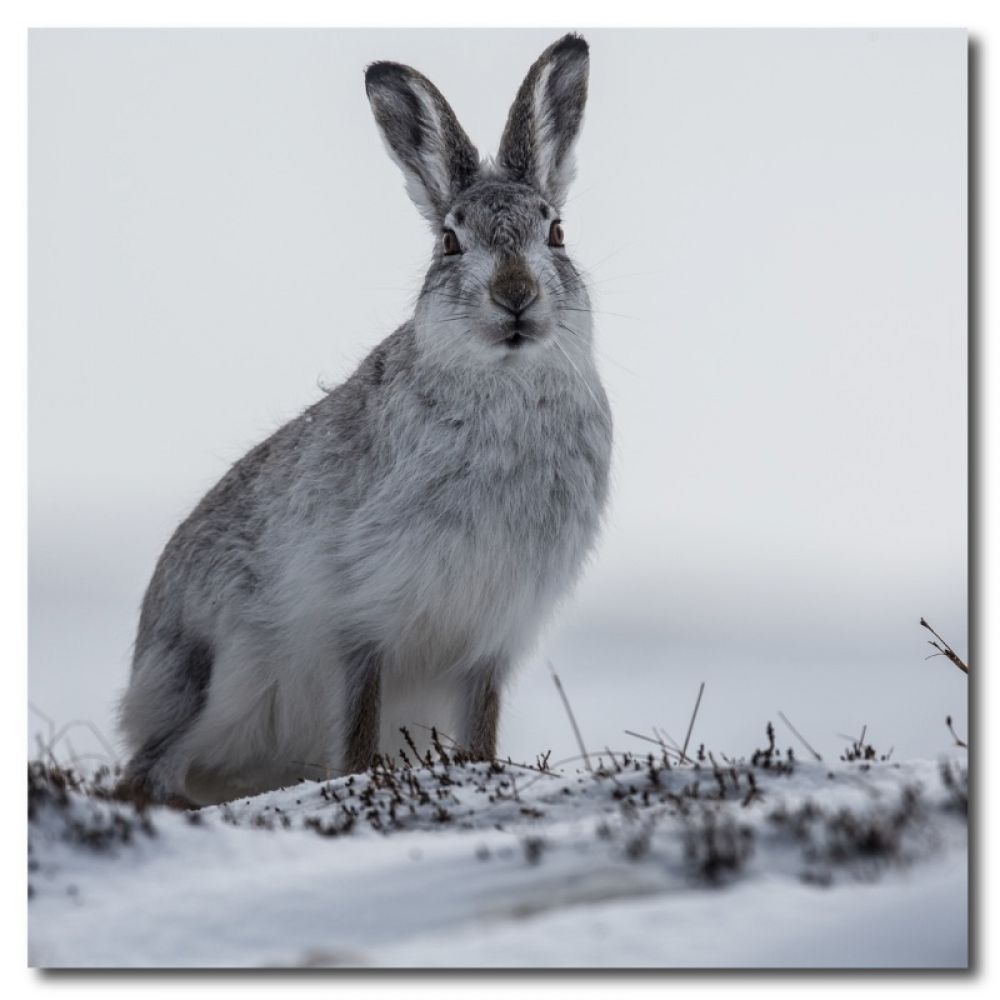 Mountain hare 4 .jpg