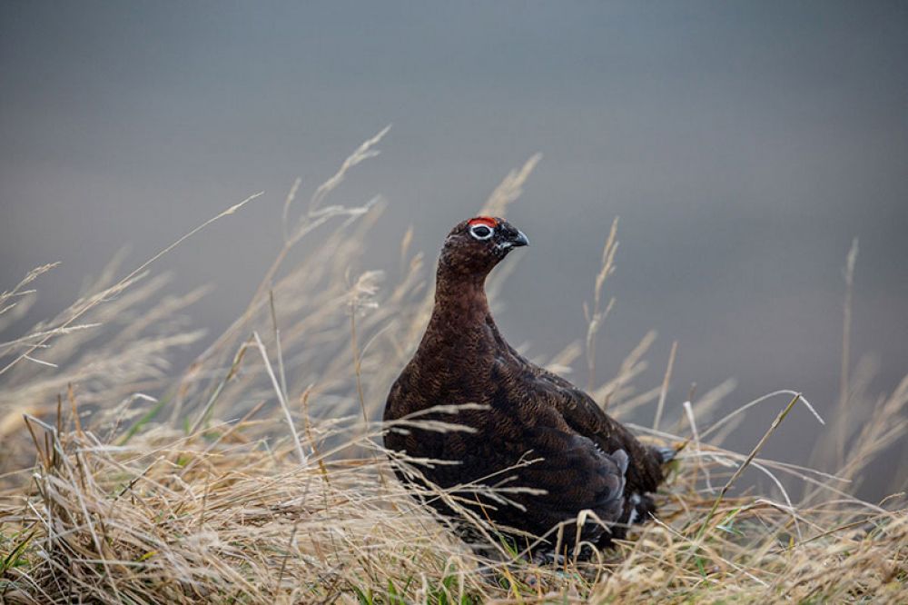 black-grouse-card-large.jpg