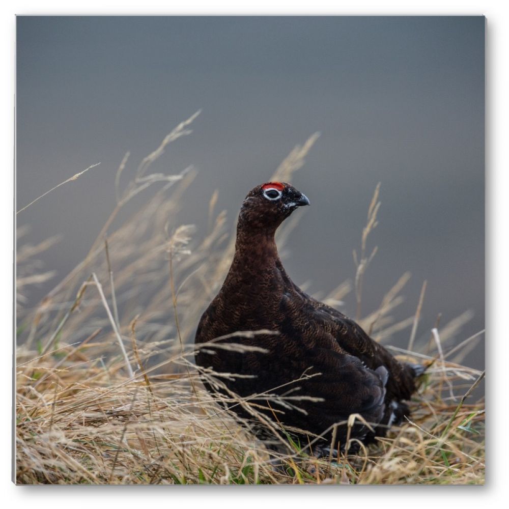 Red grouse 1 glass coaster.jpg