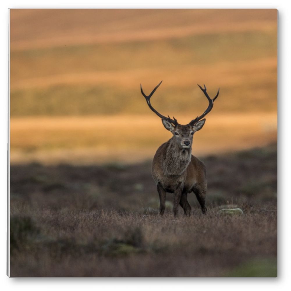 Red stag 2 glass coaster.jpg