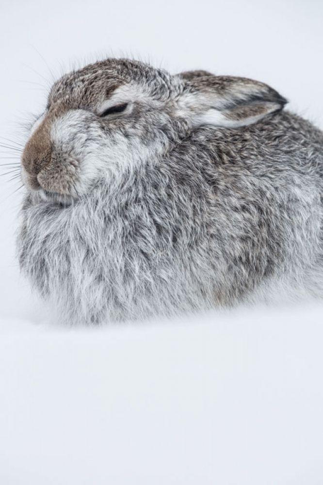 mountain-hare-feb-large.jpg