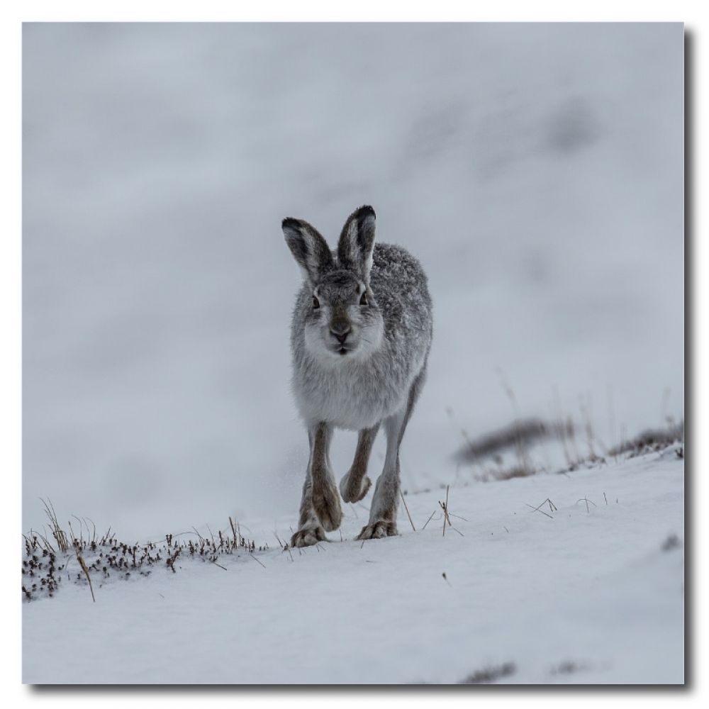 Mountain hare 1 10 x 10MDF.jpg