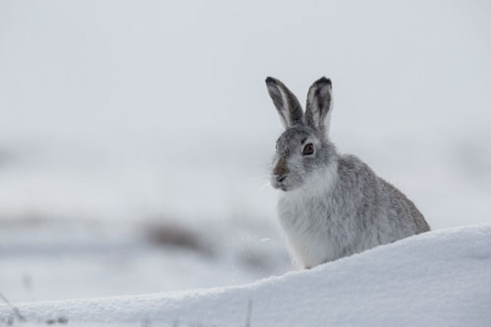 mountain-hare-hiding-large.jpg