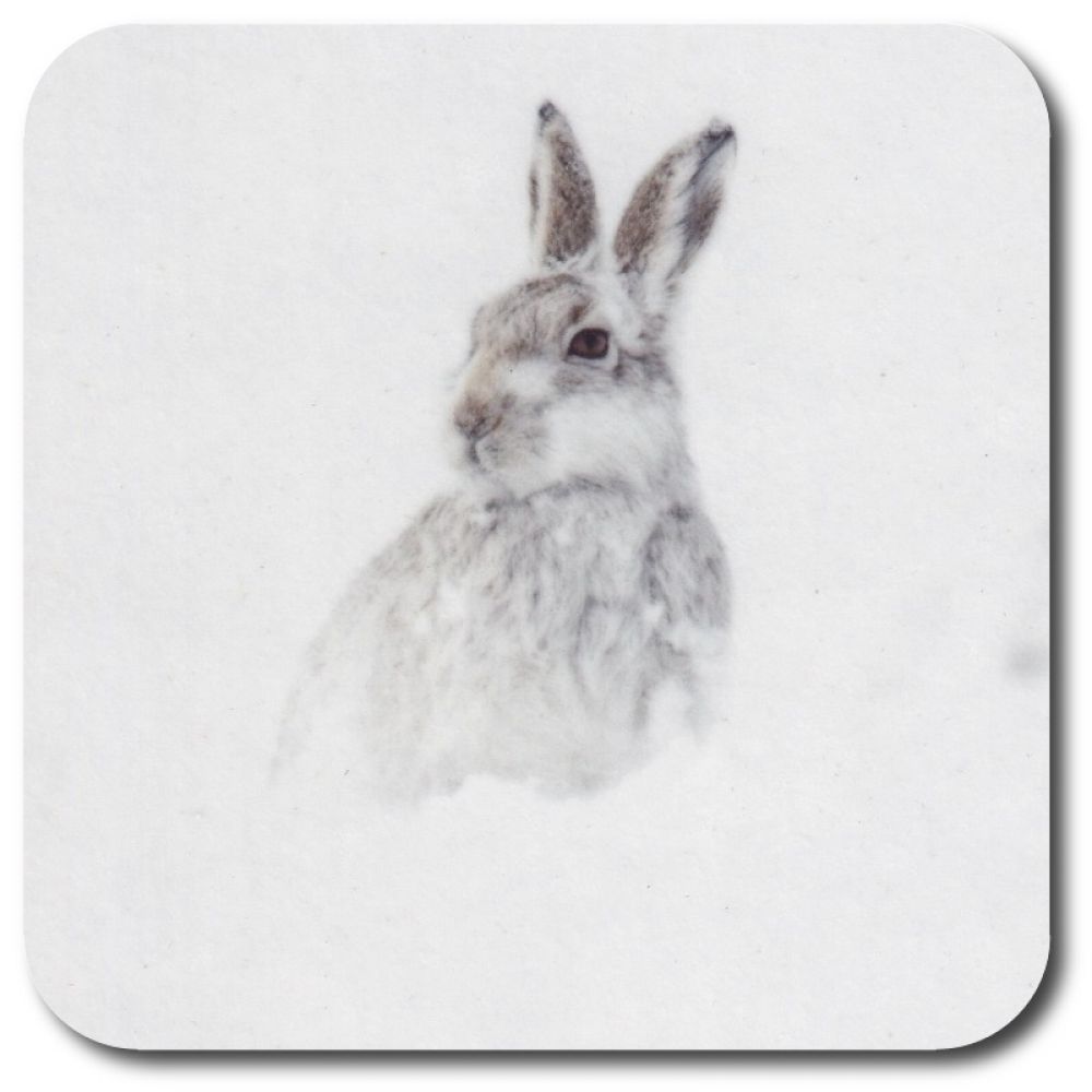 Mountain Hare 9.9 x 9.9 cork coaster.jpg