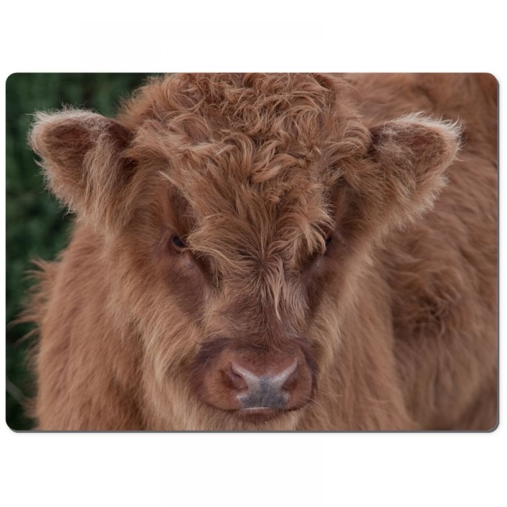 Highland calf 1 chopping board.jpg