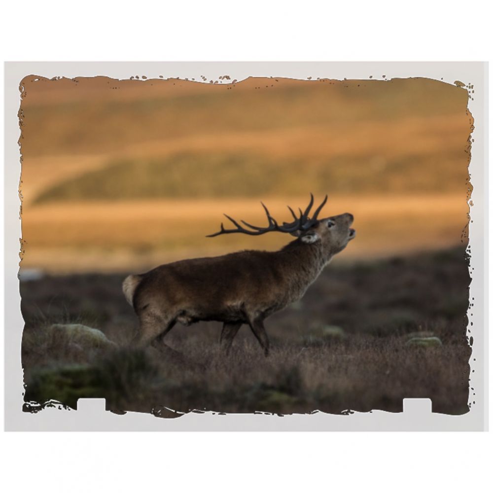 Red stag 5 30 x 20 for web.jpg