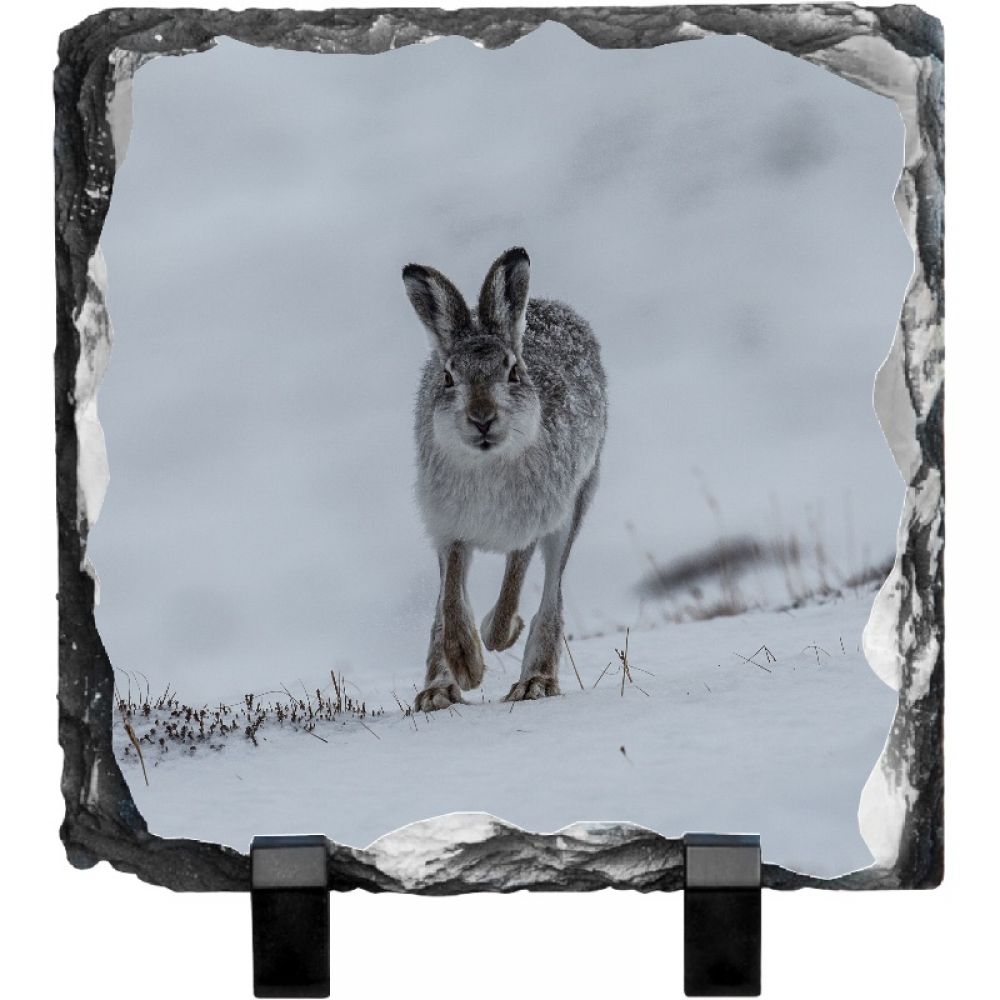 Mountain hare 1 20 x 20.jpg