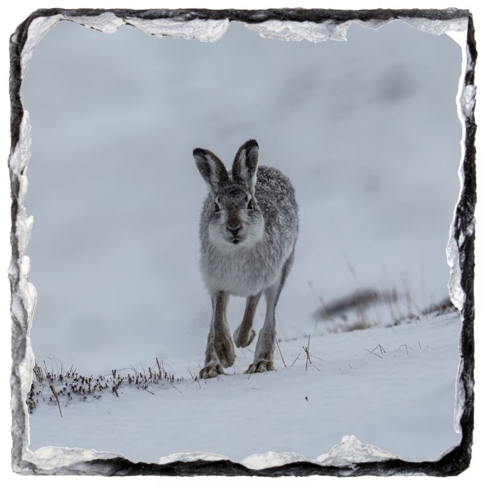 Mountain hare 9 x 9 slate coaster.jpg