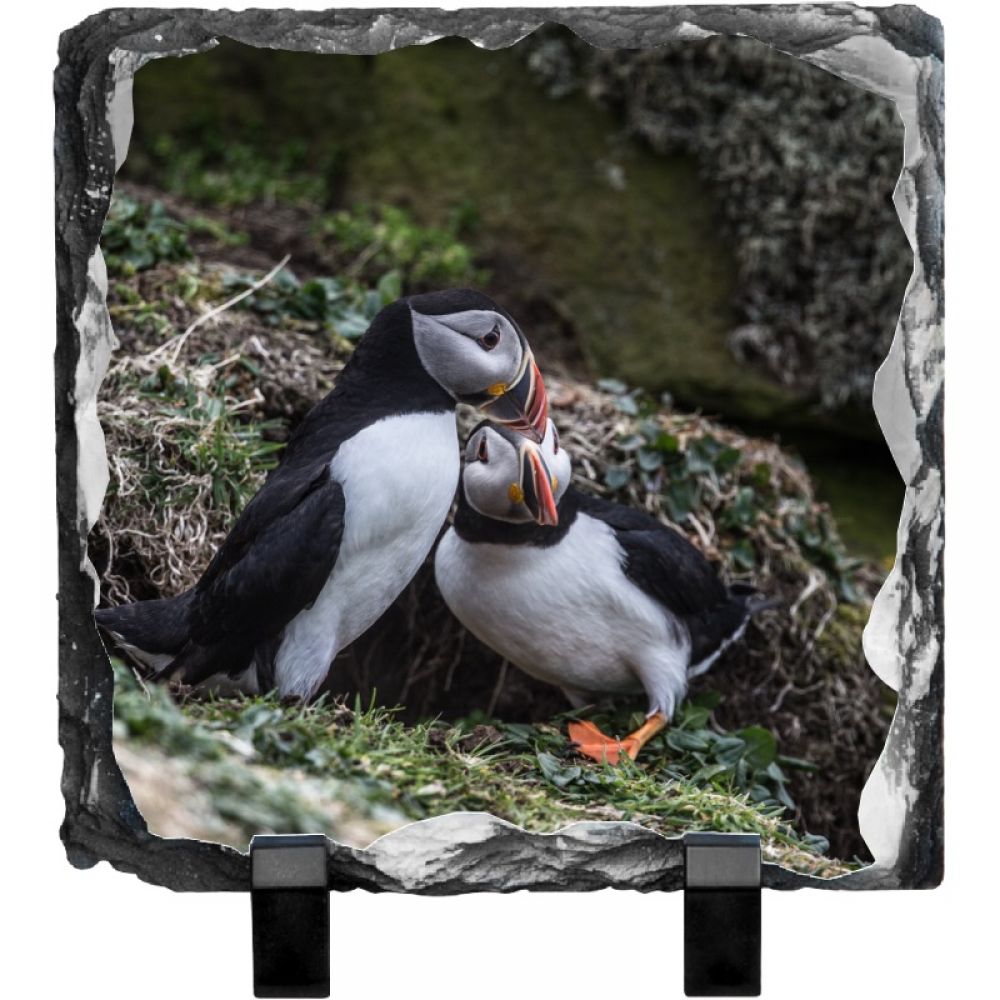 Puffin 3 20 x 20.jpg