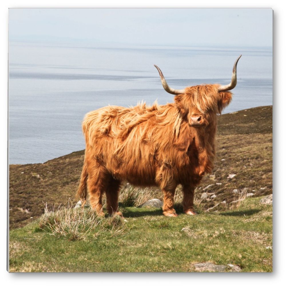 Highland cow 1 glass coaster.jpg