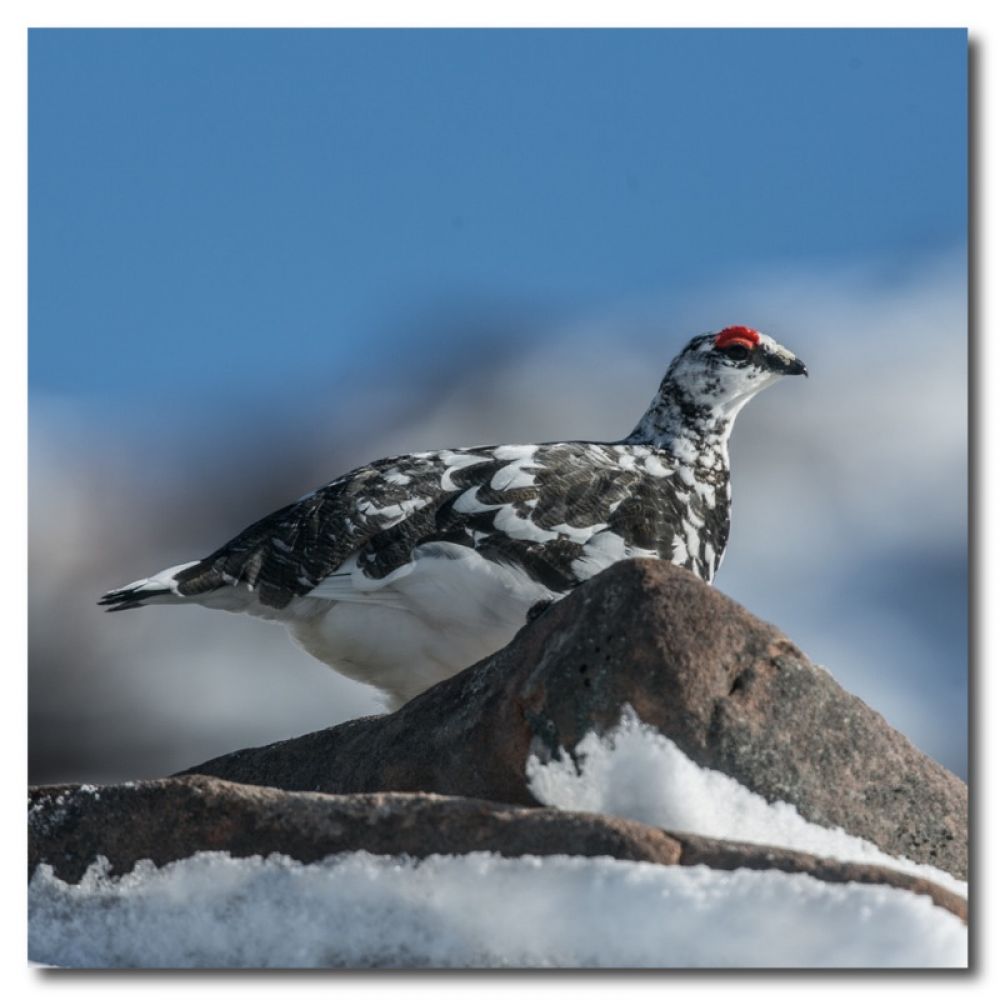 Ptarmigan 4.jpg