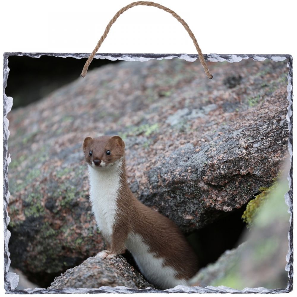 Stoat 1 30 x25.jpg