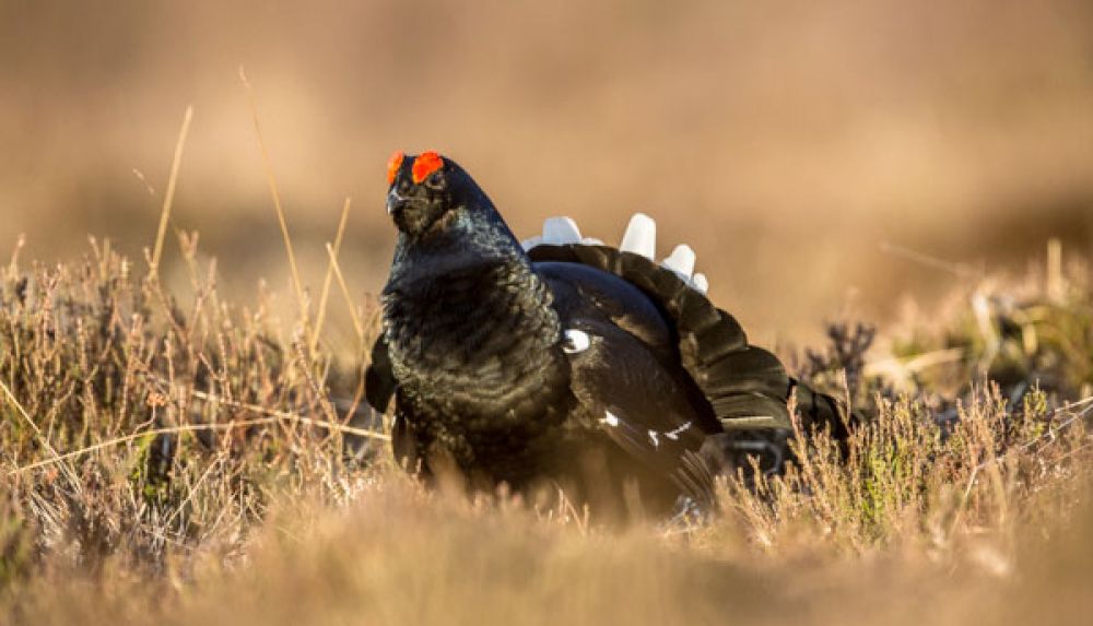 black-grouse-large.jpg