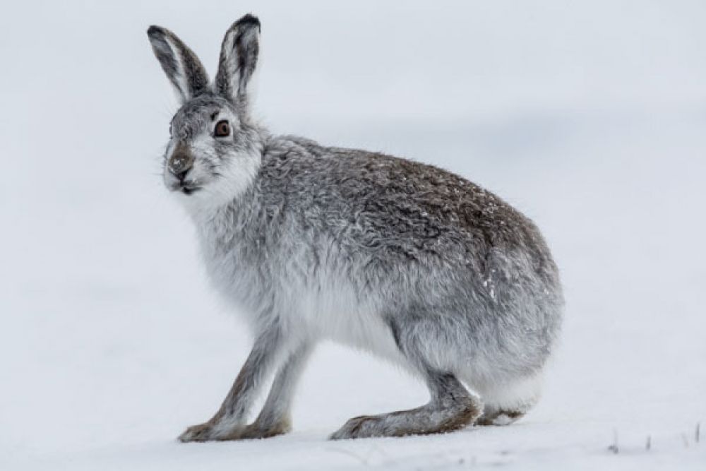 mountain-hare-sitting-snow-large.jpg