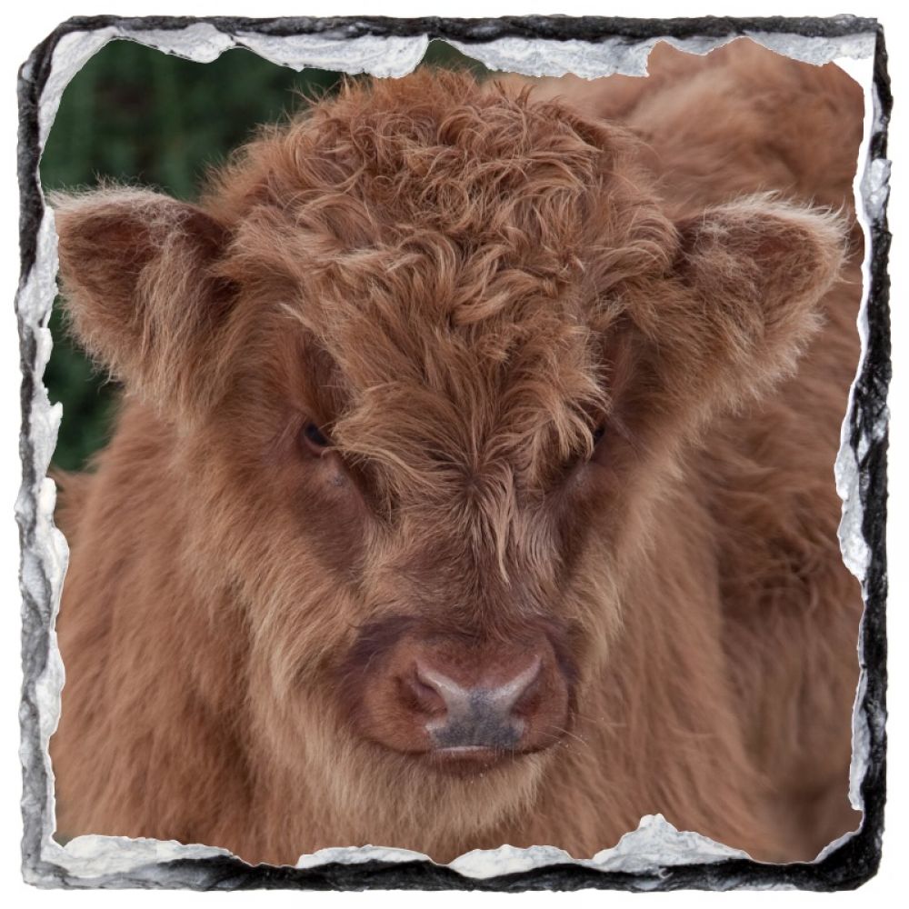 Highland Calf 1 9 x 9 slate coaster.jpg