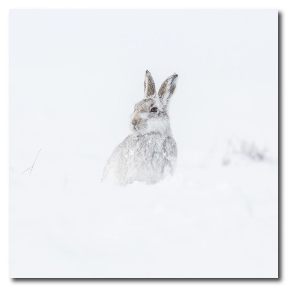 Mountain Hare 2 10 x 10MDF.jpg