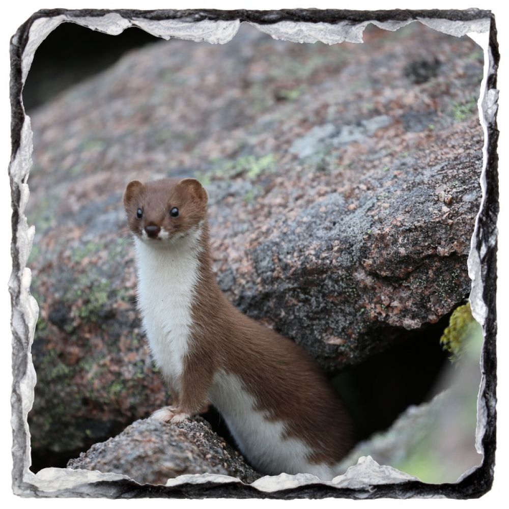 Stoat 1 9 x 9 coaster.jpg