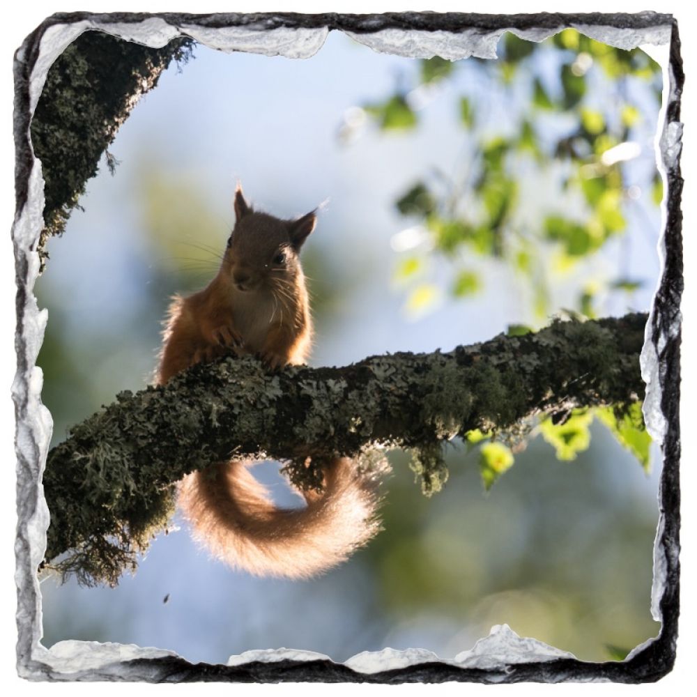 red squirrel 3 coaster.jpg