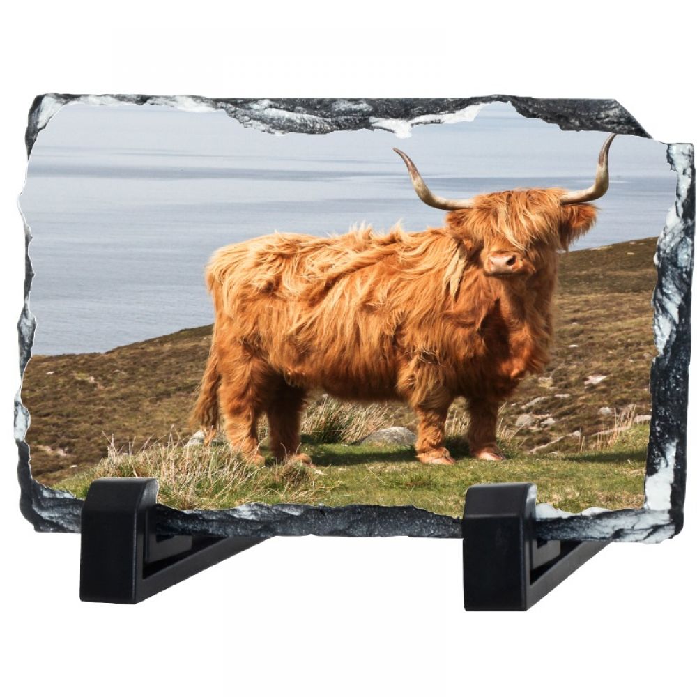 H Cow 1 30 x 20.jpg