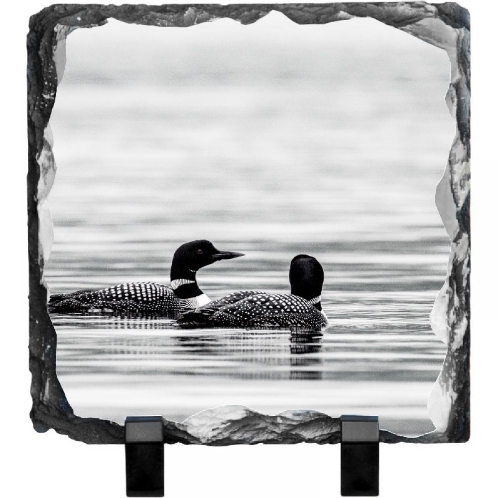 Grest Northern diver 1 15 x 15 slate.jpg