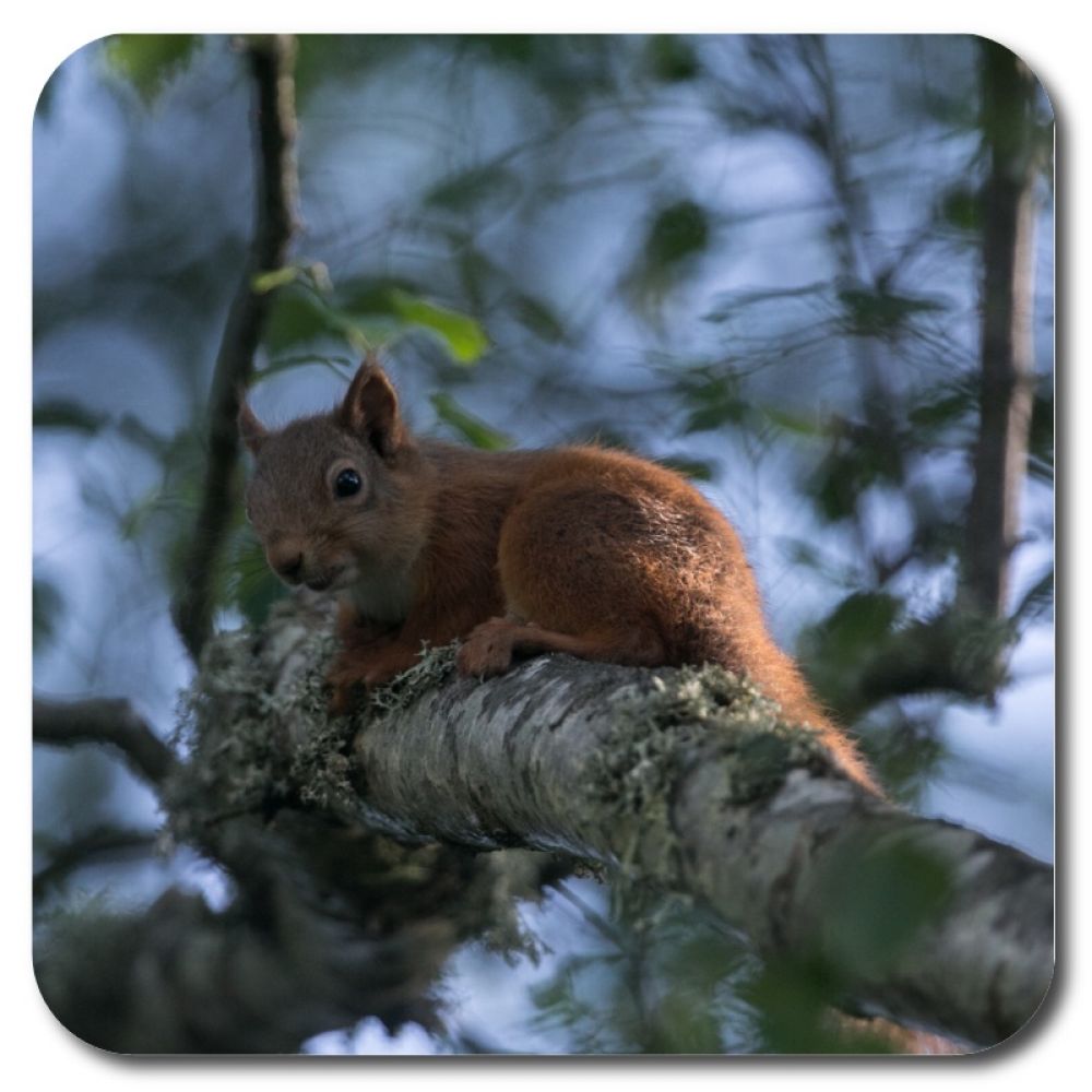 Red Squirrel 6 10 x 10 MDF coaster for web.jpg