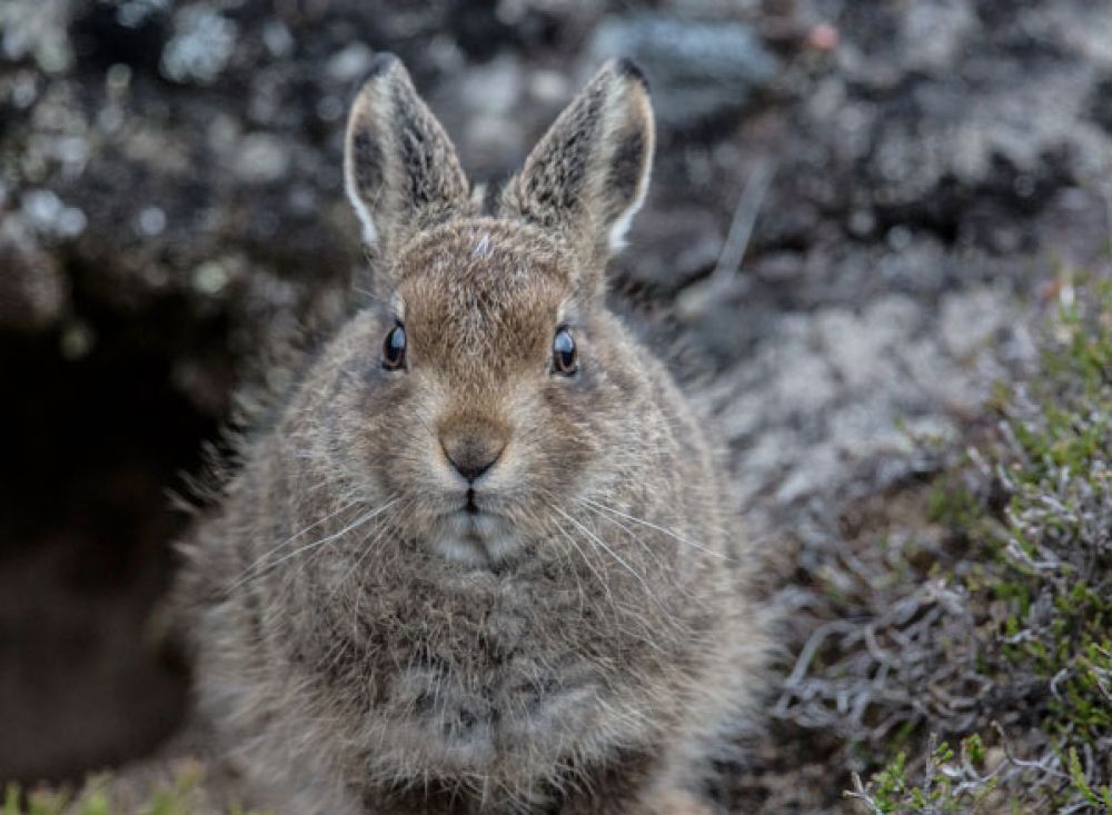 Mountain-hare-leveret-three-large.jpg