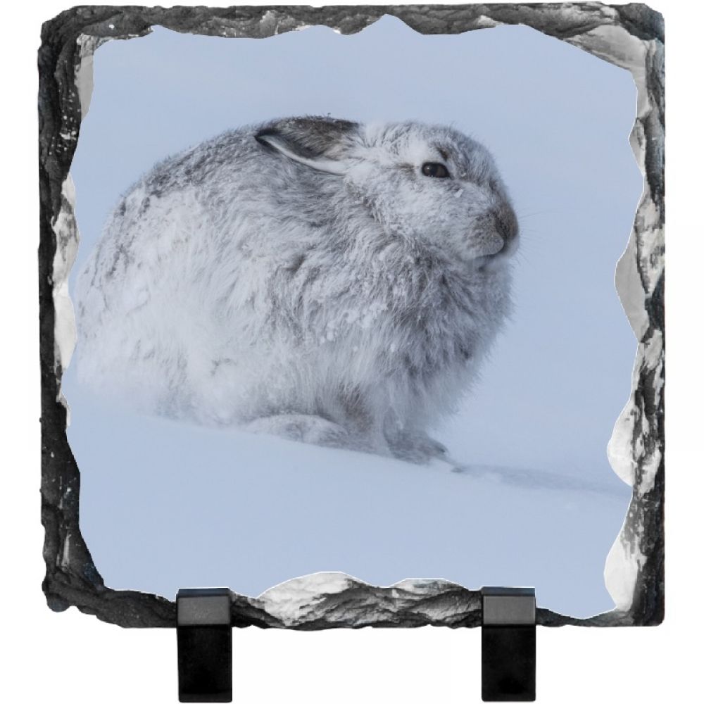 Mountain hare 7 15 x 15.jpg