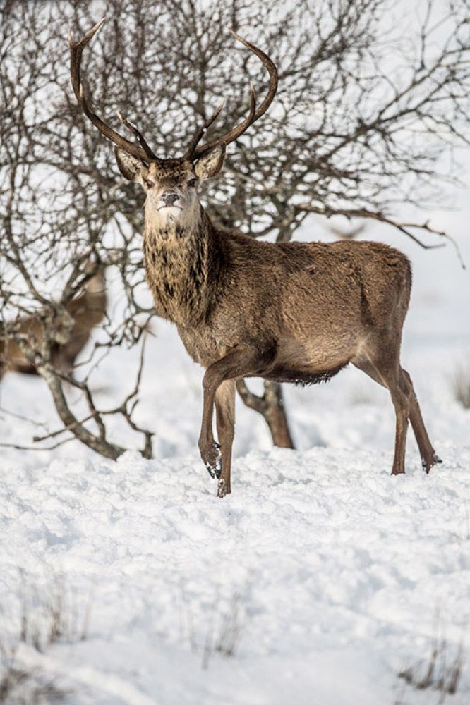 aloof-red-stag-card-large.jpg