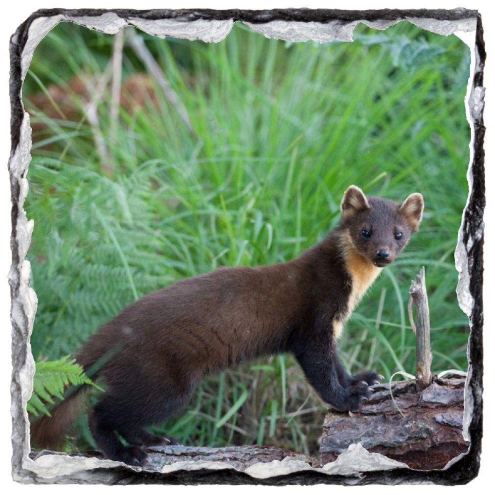 Pine marten 3 9 x 9 slate coaster.jpg