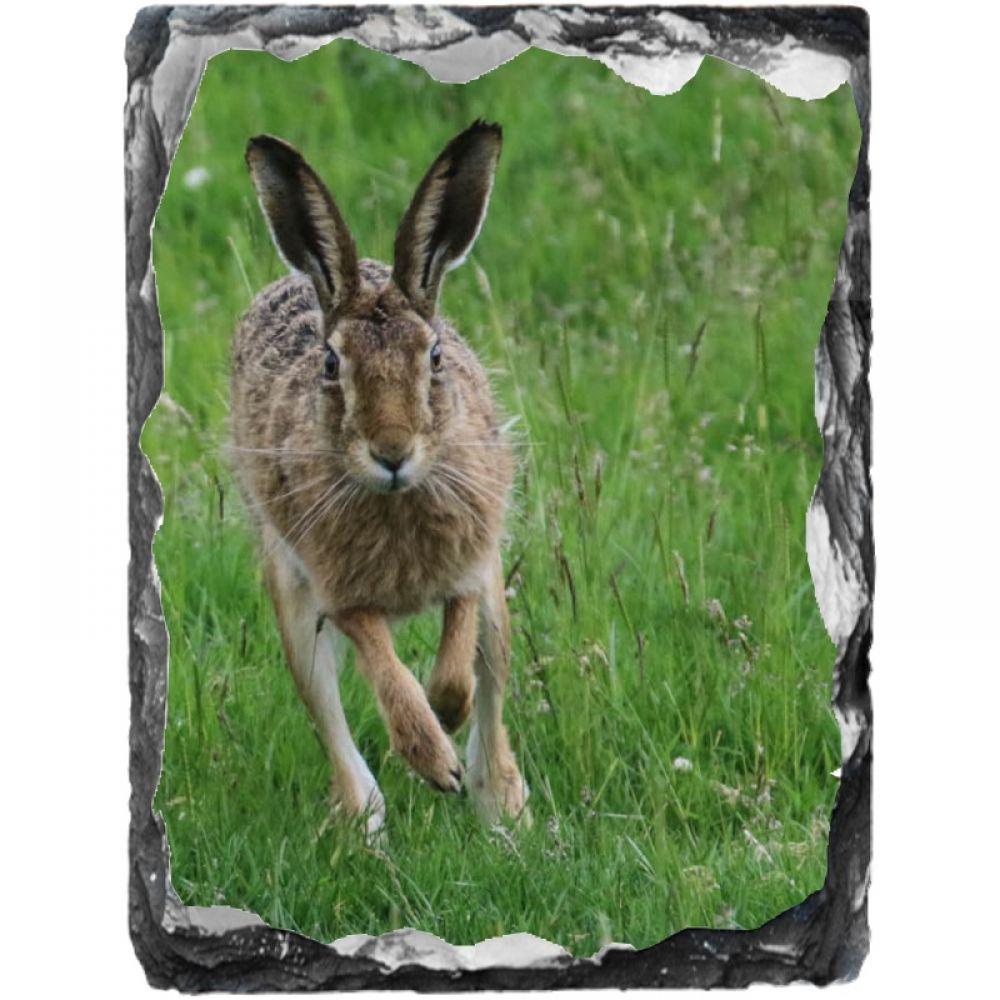 Brown hare 2 15 x 20 portrait.jpg