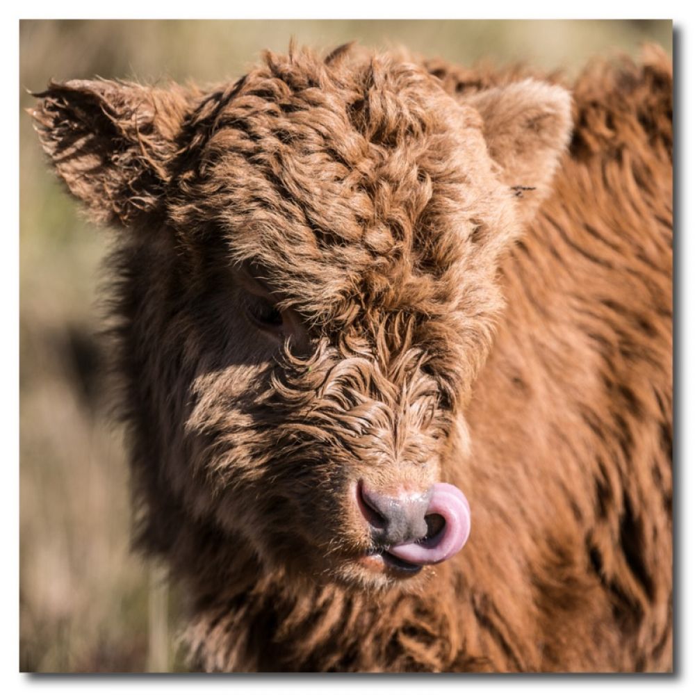 Highland calf 2 matt coaster.jpg