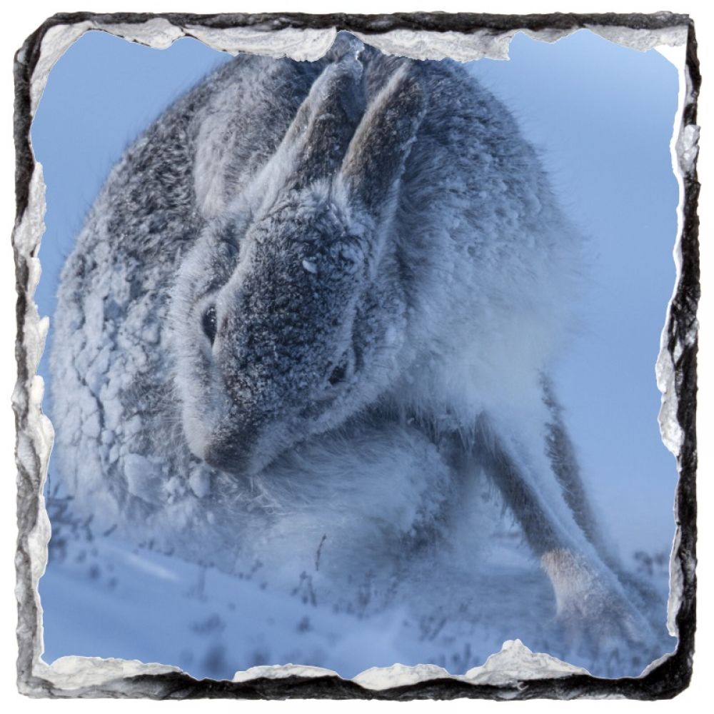 Mountain hare 6  10 x 10.jpg