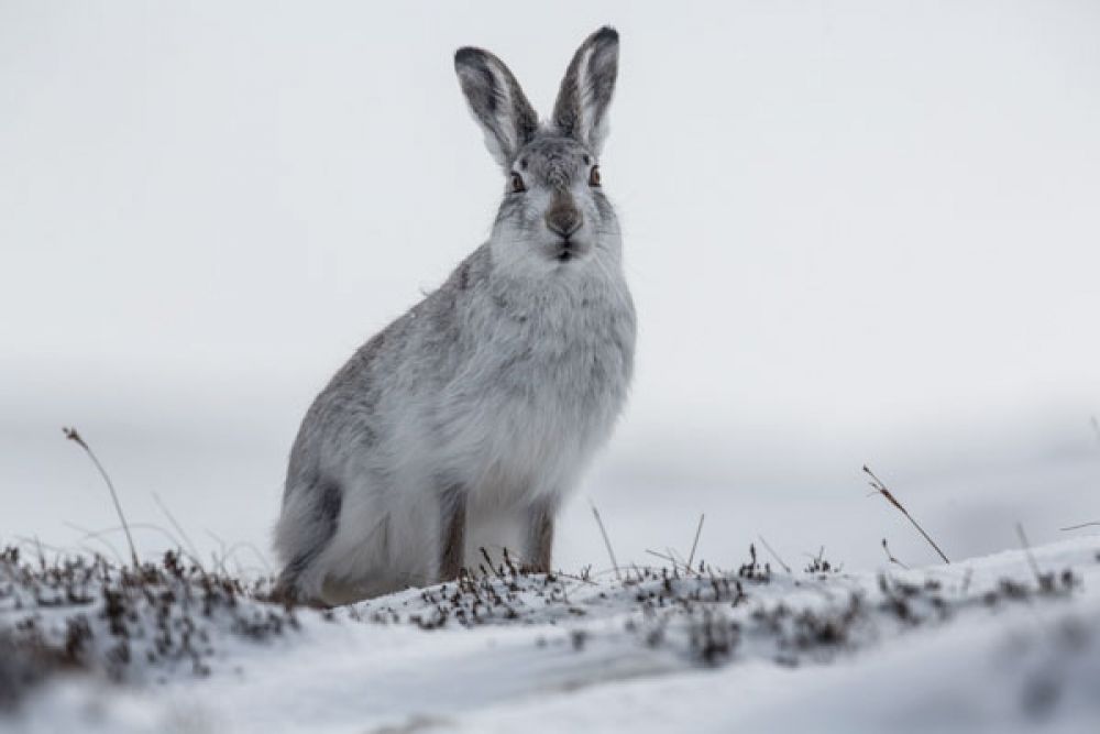 mountain-hare-posing-large.jpg