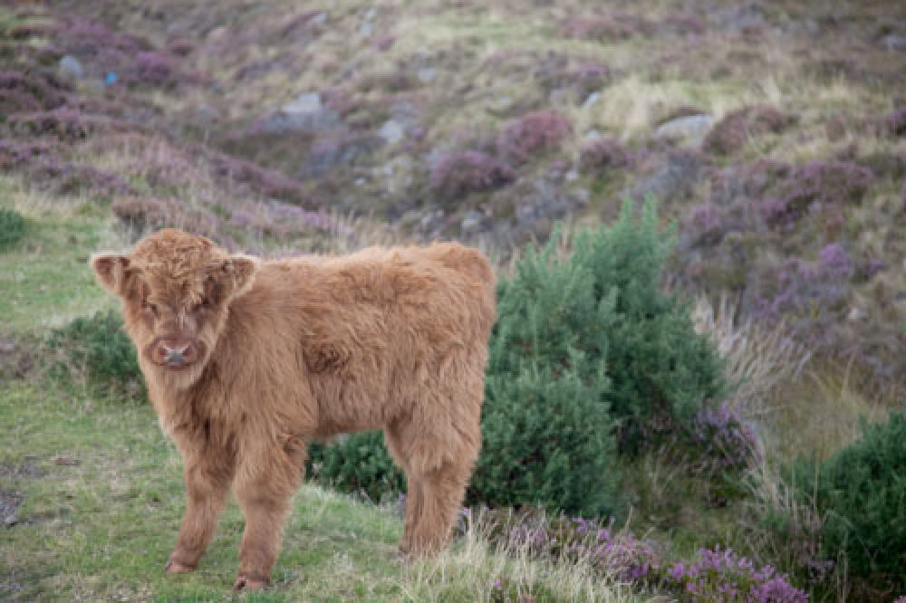 highland-calf-card-large.jpg