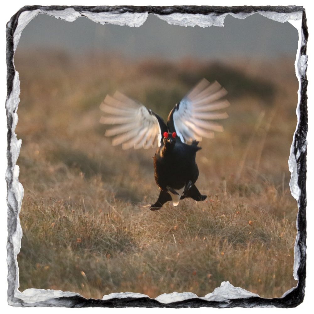 Black Grouse 1 10 x 10 coaster.jpg