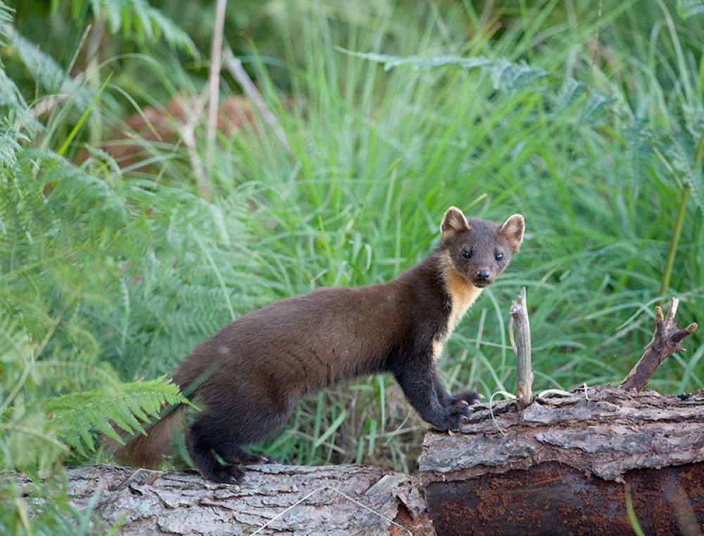 pine-marten-on-logo-large.jpg