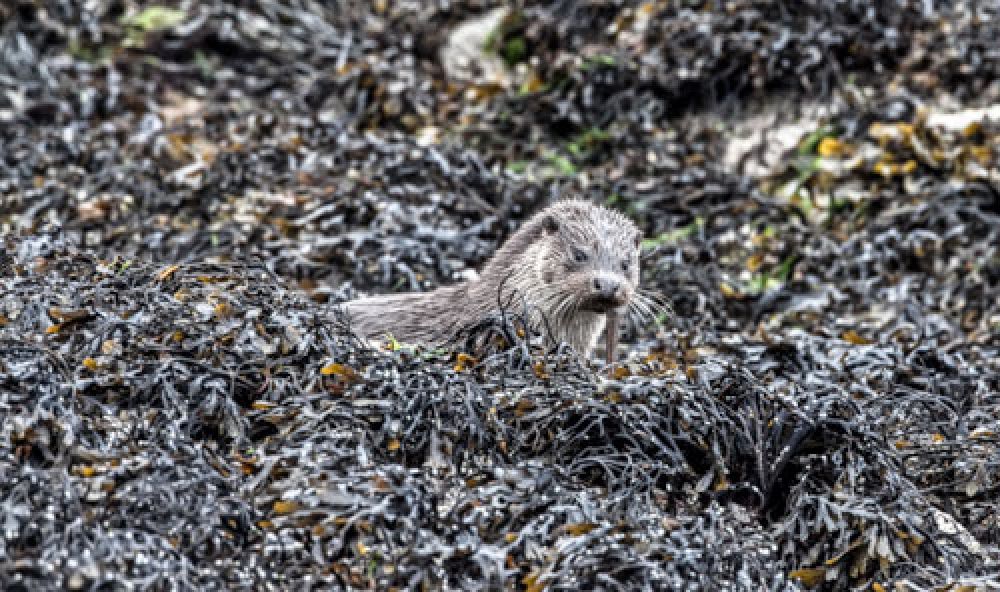 otter-lunch-card-large.jpg