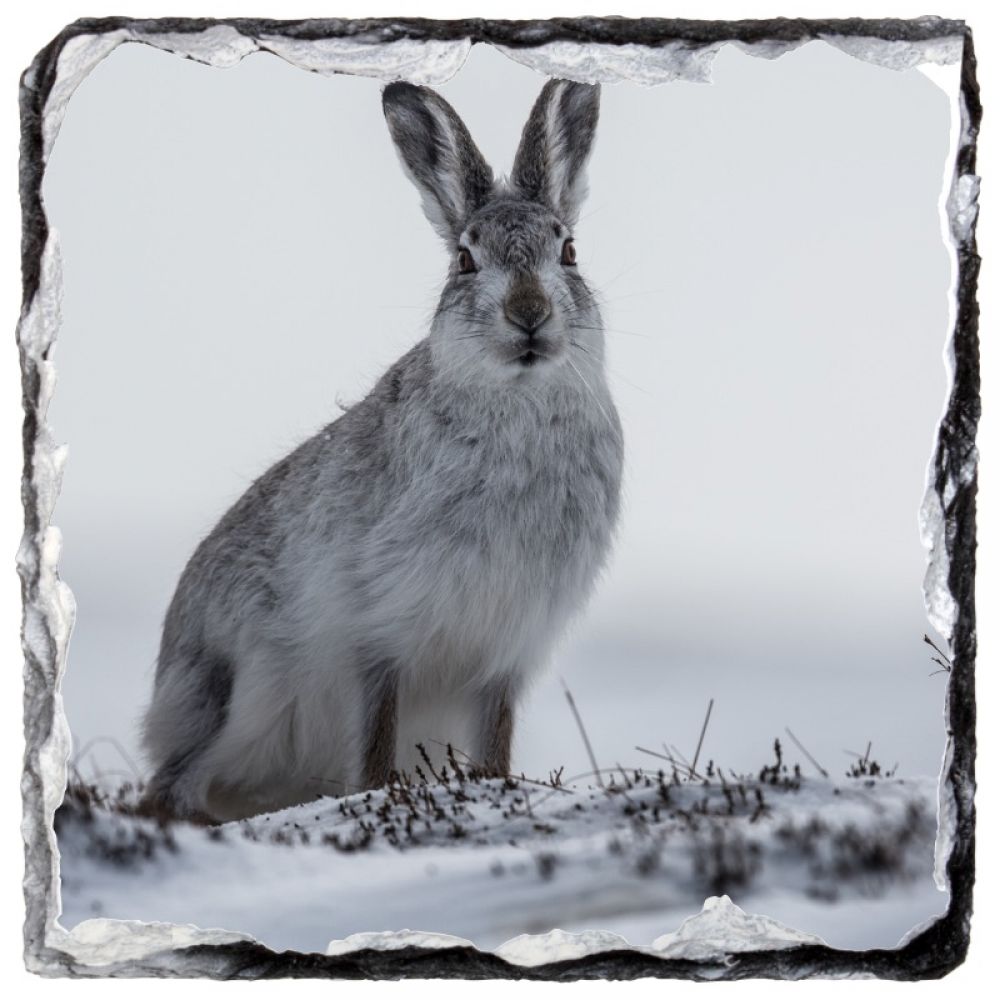 Mountain hare 4 10 x 10.jpg