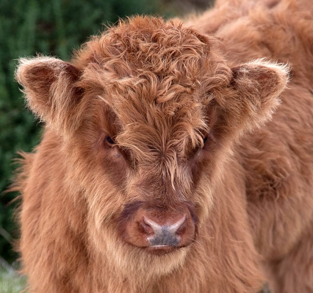 highland_calf_large.jpg