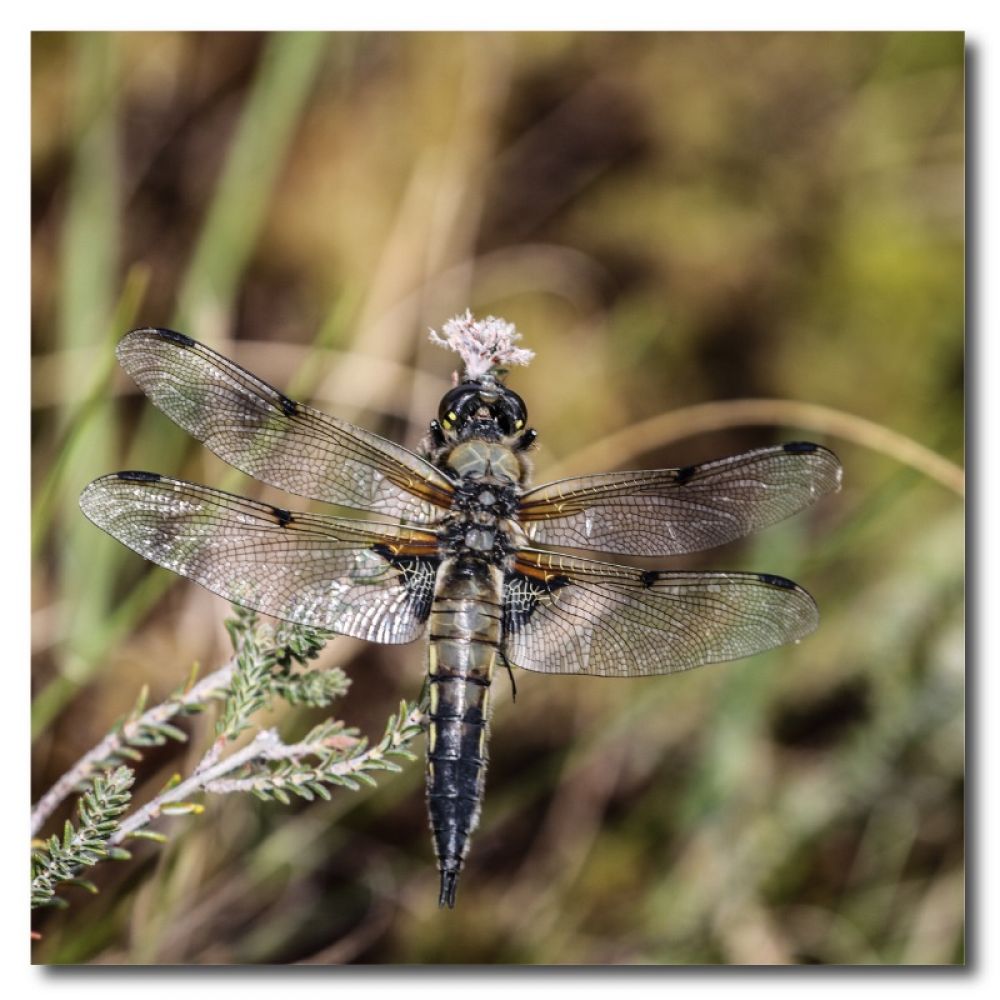 Four spotted chaser 10 x 10 MDF.jpg