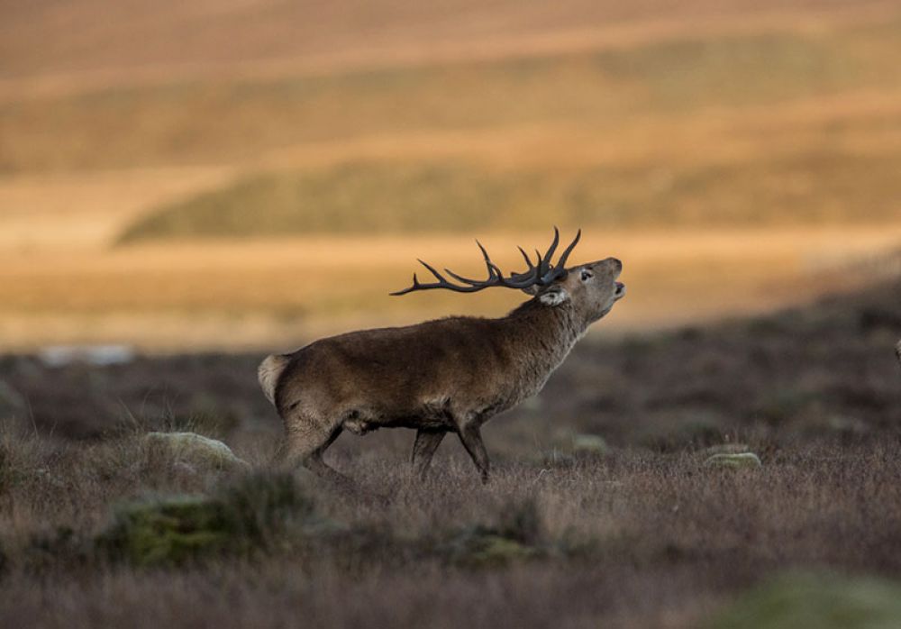 roaring-stag-card-large.jpg