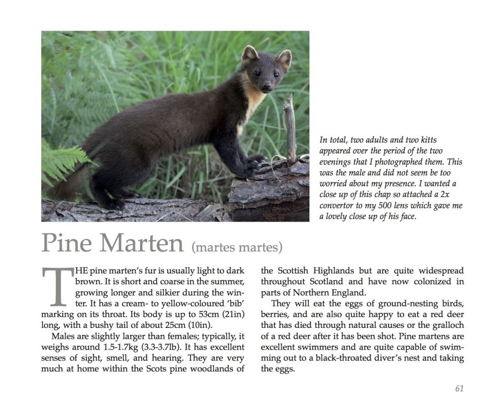 pine martens.jpg