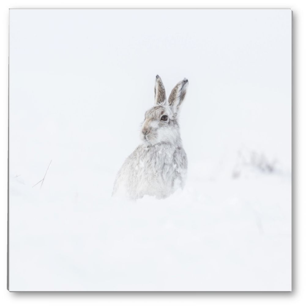 Mountain hare 2 glass coaster.jpg