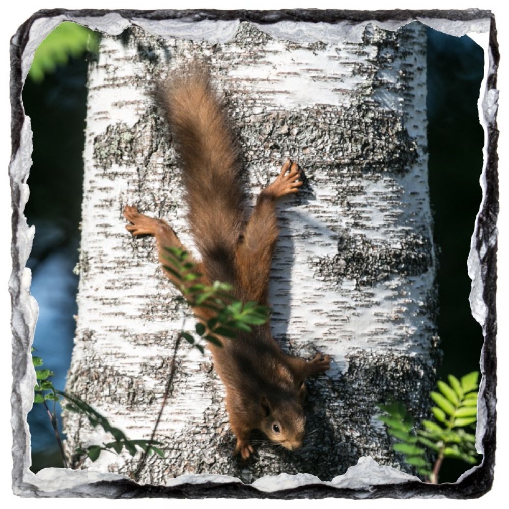 Red Squirrel 7 slate coaster.jpg