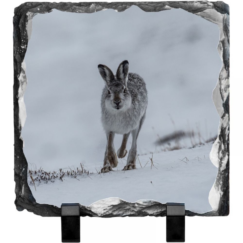 Mountain hare 1 15 x 15.jpg