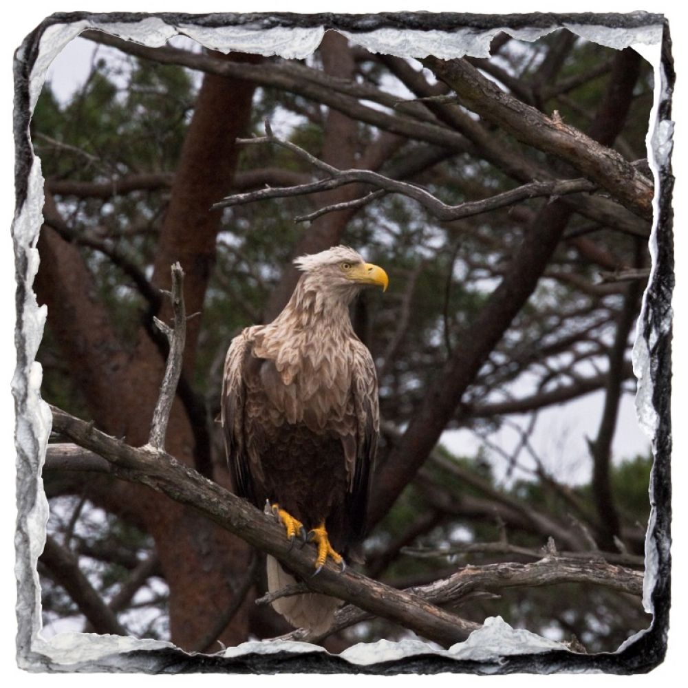 Sea Eagle 1 10 x 10.jpg