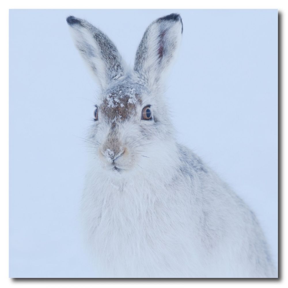 Mountain hare 2 10 x 10 MDF.jpg