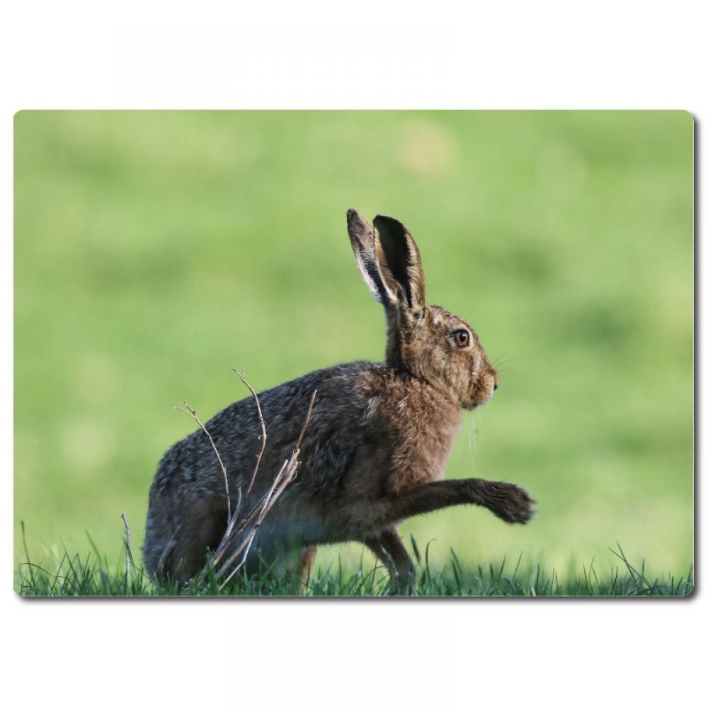brown hare 3.jpg