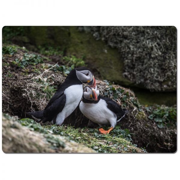 Puffin protectors